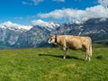 Cow in Jungfrau region of Swiss Alps Royalty Free Stock Photo