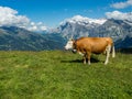 Cow in Jungfrau region of Swiss Alps Royalty Free Stock Photo