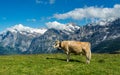 Cow in Jungfrau region of Swiss Alps Royalty Free Stock Photo