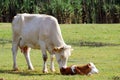 Cow and just born calf Royalty Free Stock Photo