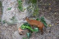 Cow in Kadoorie farm and bontanic garden Royalty Free Stock Photo