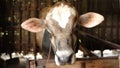 a cow kept in a traditional stable