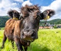 Cow in kinzig valley in black forest, germany Royalty Free Stock Photo