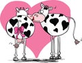 Cow kiss Royalty Free Stock Photo