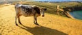 Cow. Lake Baikal. Olkhon island. Royalty Free Stock Photo