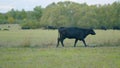 Cow in landscape. Cow grazing and eating grass. Agriculture concept. Static view.