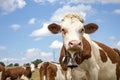 Mischievous cow with large cowbell around his neck looks drooling into the camera Royalty Free Stock Photo