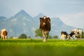 Cow on lawn. Cow grazing on green meadow. Holstein cow. Eco farming. Cows in a mountain field. Cows on a summer pasture Royalty Free Stock Photo