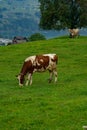 Cow on lawn. Cow grazing on green meadow. Holstein cow. Eco farming. Cows in a mountain field. Cows on a summer pasture Royalty Free Stock Photo