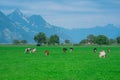 Cow on lawn. Cow grazing on green meadow. Holstein cow. Eco farming. Cows in a mountain field. Cows on a summer pasture Royalty Free Stock Photo