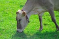 Cow on lawn. Cow grazing on green meadow. Holstein cow. Eco farming. Cows in a mountain field. Cows on a summer pasture Royalty Free Stock Photo