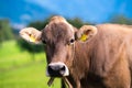 Cow on lawn. Cow grazing on green meadow. Holstein cow. Eco farming. Cows in a mountain field. Cows on a summer pasture Royalty Free Stock Photo