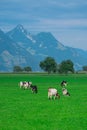 Cow on lawn. Cow grazing on green meadow. Holstein cow. Eco farming. Cows in a mountain field. Cows on a summer pasture Royalty Free Stock Photo