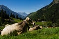 Cow on lawn. Cow grazing on green meadow. Holstein cow. Eco farming. Cows in a mountain field. Cows on a summer pasture Royalty Free Stock Photo