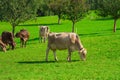 Cow on lawn. Cow grazing on green meadow. Holstein cow. Eco farming. Cows in a mountain field. Cows on a summer pasture Royalty Free Stock Photo