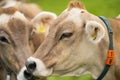 Cow on lawn. Cow grazing on green meadow. Holstein cow. Eco farming. Cows in a mountain field. Cows on a summer pasture Royalty Free Stock Photo