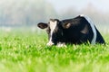 Cow on the lawn. Spotted cow grazing on beautiful green meadow. holstein cow, resting in a meadow