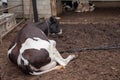 Cow laying down in cowshed