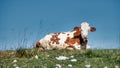 A cow laying down in a field with a blue sky Royalty Free Stock Photo