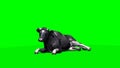 Cow lays down and rest 2 - green screen