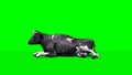 Cow lays down and rest 1 - green screen
