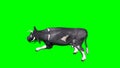 Cow lays down and rest 4 - green screen