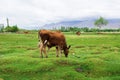 Cow in Leh Ladakh