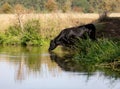 Cow leisurely grazing in a lush, green field in front of a tranquil pond Royalty Free Stock Photo