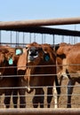 A cow lick its lips happy Royalty Free Stock Photo