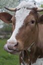The cow licked against. Royalty Free Stock Photo