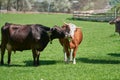 Cow licking another Cow on green field. Cute Farm Animals showing affection Royalty Free Stock Photo