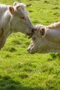 Cow licking another cow on a meadow Royalty Free Stock Photo