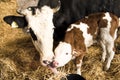 Cow licking calf Royalty Free Stock Photo