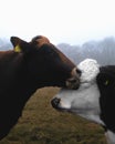 Cow licking the face of another cow Royalty Free Stock Photo