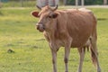 Cow licking her nose, Samegrelo, Georgia