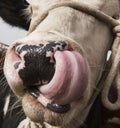 Cow Licking Nose