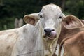 Cow licking nose photo