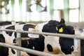 Cow licking the salt box in the agricultural farm, animal and food concept Royalty Free Stock Photo