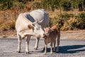 A cow licking a young calf in Corsica Royalty Free Stock Photo