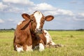 Cow lies comfortable in the field relaxed and happy, horizon and sky background Royalty Free Stock Photo