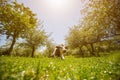 The cow lies on a green meadow in an apple garden, sunny day Royalty Free Stock Photo