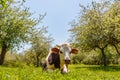 The cow lies on a green meadow in an apple garden, sunny day Royalty Free Stock Photo