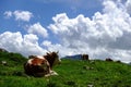 cow lies in a green meadow and looks to the other cows in the mountains