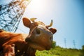 A cow lies on a green meadow and smiles, against the line of electrical lines of the substation, a sunny day Royalty Free Stock Photo