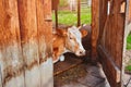 The cow lies and rests in the barn of the village farm, looking out through the open wooden door. She hid in the shade Royalty Free Stock Photo