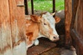 The cow lies and rests in the barn of the village farm, looking out through the open wooden door. She hid in the shade from the Royalty Free Stock Photo