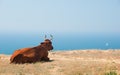 Cow lies on a seashore