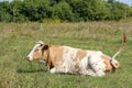 Cow lies on summer field