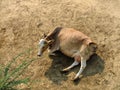 cow light brown, dark yellow, lying on the ground Royalty Free Stock Photo