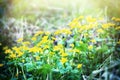 cow lily (Caltha palustris